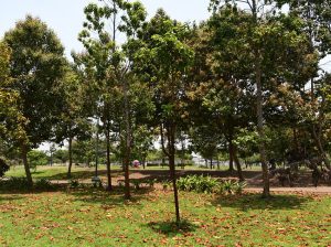 Parque Samanes recupera las áreas verdes y los juegos infantiles